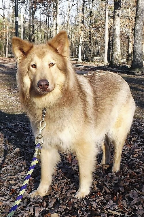 a dog standing in the woods with a leash on it's neck and looking at the camera