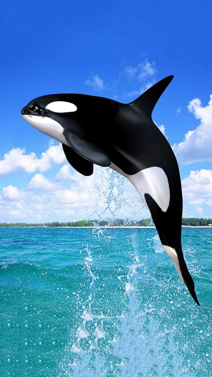 an orca jumping out of the water