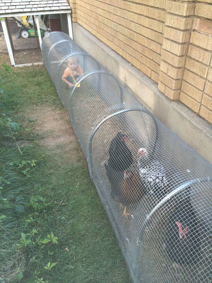 two chickens are in their cages on the side of a house