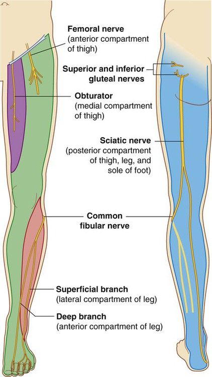 Nerves Of Lower Limb, Leg Nerves Anatomy, Lower Limb Anatomy, Bones Of The Lower Limb, Cutaneous Nerves Of Lower Limb, Lower Limb Anatomy Notes, Nerve Supply Of Lower Limb, Lower Extremity Anatomy Bones, Lower Limb Muscles