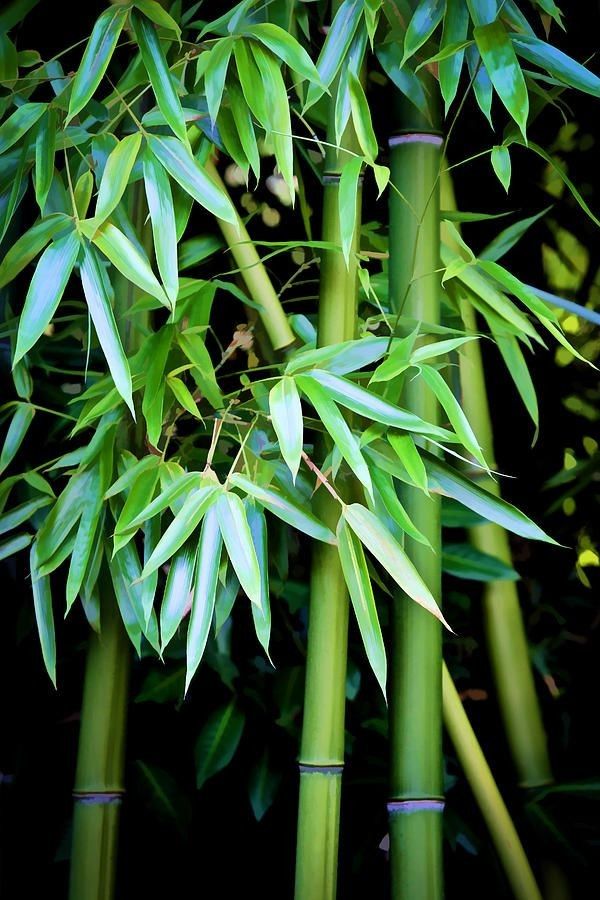 the green bamboo is growing very tall