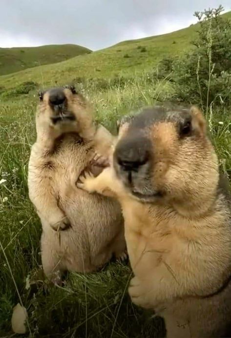 two brown and black dogs standing on their hind legs in grassy area with hills behind them