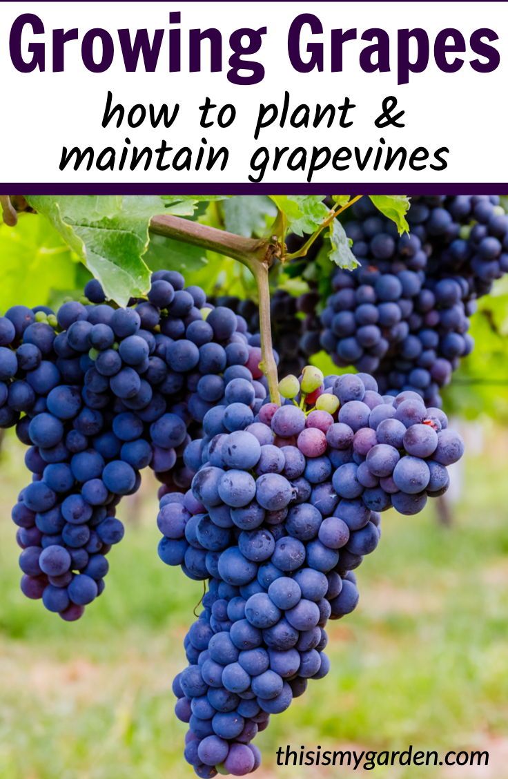 grapes growing on the vine with text overlay reading growing grapes how to plant and maintain grapevines