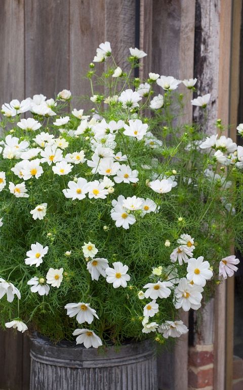 a bunch of white flowers are in a metal bucket on the side of a wooden fence