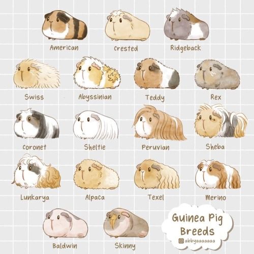 the guinea pigs are all different colors and sizes