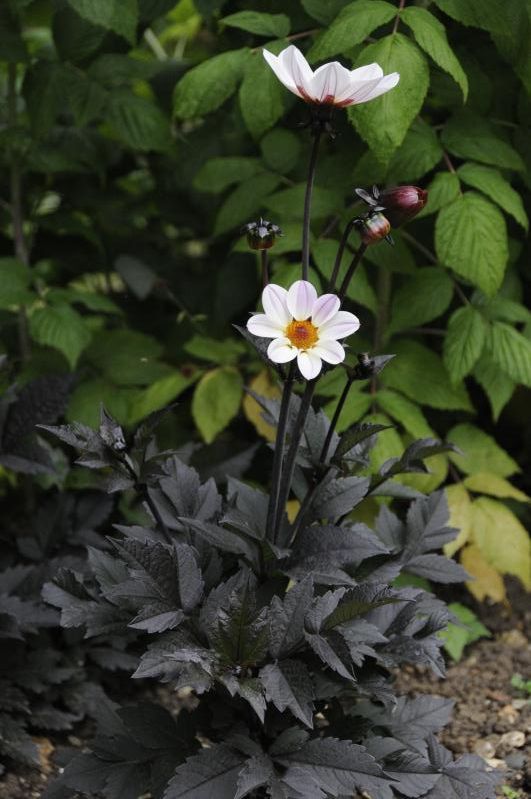 two white flowers are in the middle of some black leaves and plants with green leaves behind them