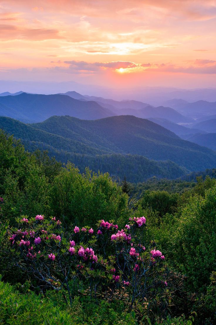 the sun is setting in the mountains with pink flowers on the foreground and green bushes to the far side