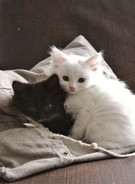 two black and white kittens cuddle together on a couch with the covers pulled back