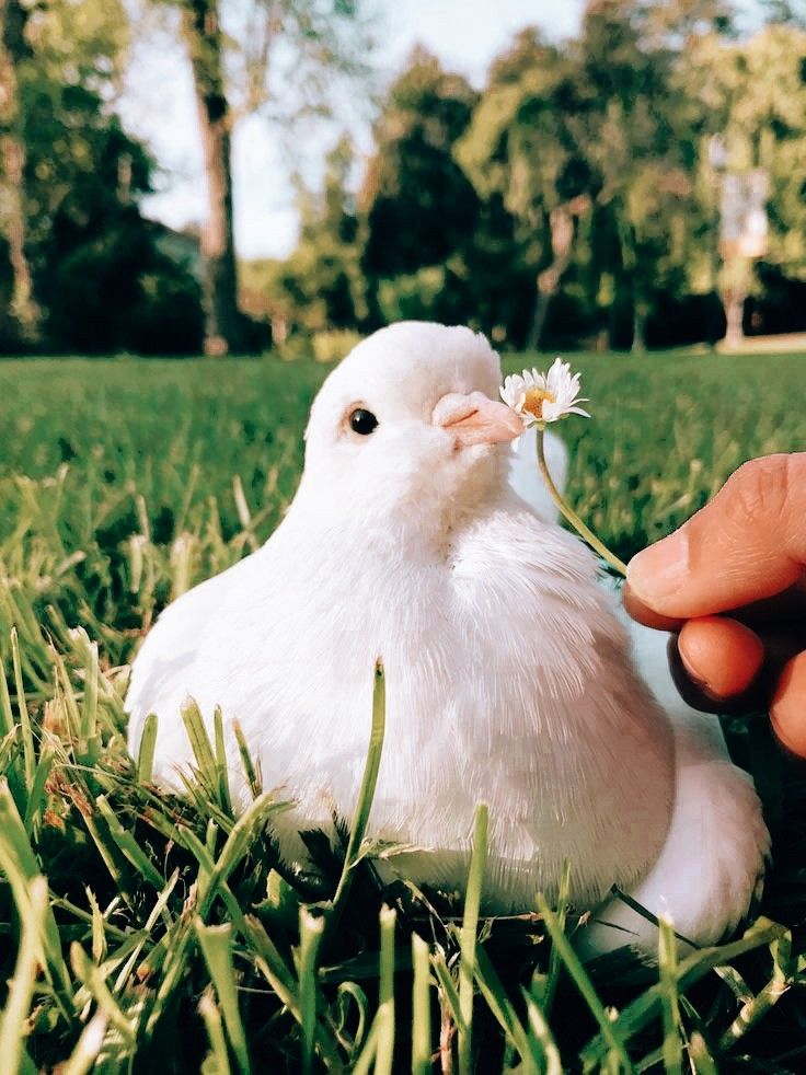 a small white bird sitting in the grass with a person's hand holding it