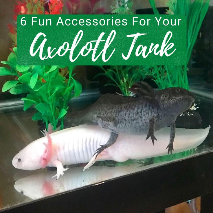 an animal that is sitting on top of a tank with plants in it and the words, 6 fun accessories for your alcoflt tank