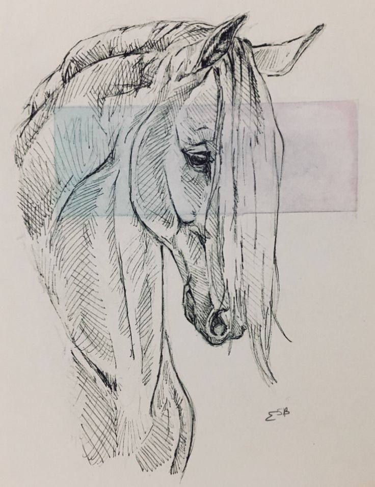 a pencil drawing of a horse's head