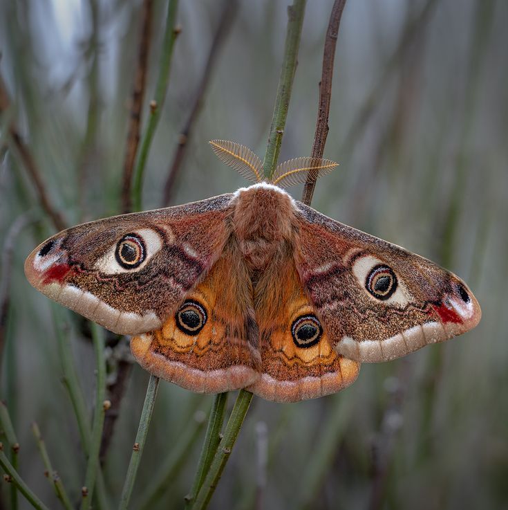 a brown and white moth sitting on top of a plant