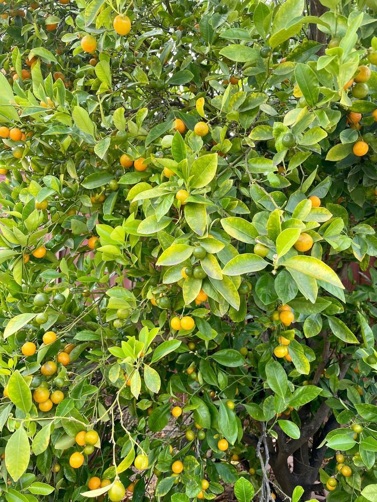 an orange tree filled with lots of green leaves and small oranges on it's branches