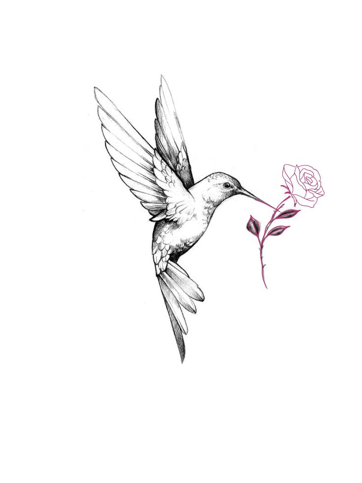 a drawing of a hummingbird flying with a flower in its beak and wings outstretched