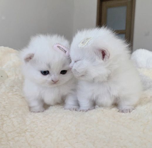 two small white kittens sitting next to each other on top of a fluffy blanket