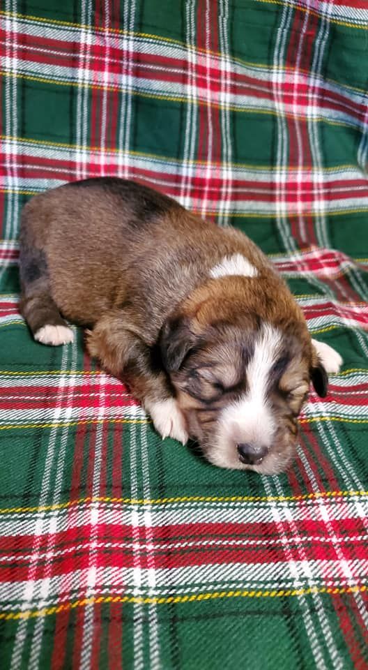 a small puppy is sleeping on a plaid blanket