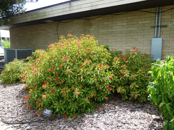 a bush with red flowers in front of a brick building and green plants around it