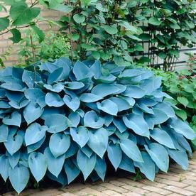 a large blue plant sitting on top of a brick ground next to green plants and bushes