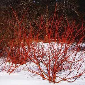 some red bushes are in the snow