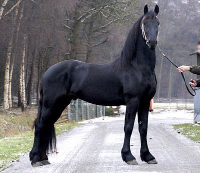 a black horse standing on the side of a road next to a person with a leash