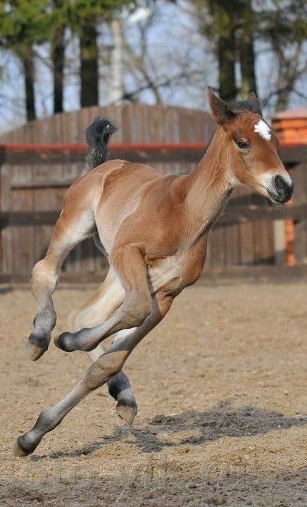 a horse is running in the dirt with it's front legs up and feet down