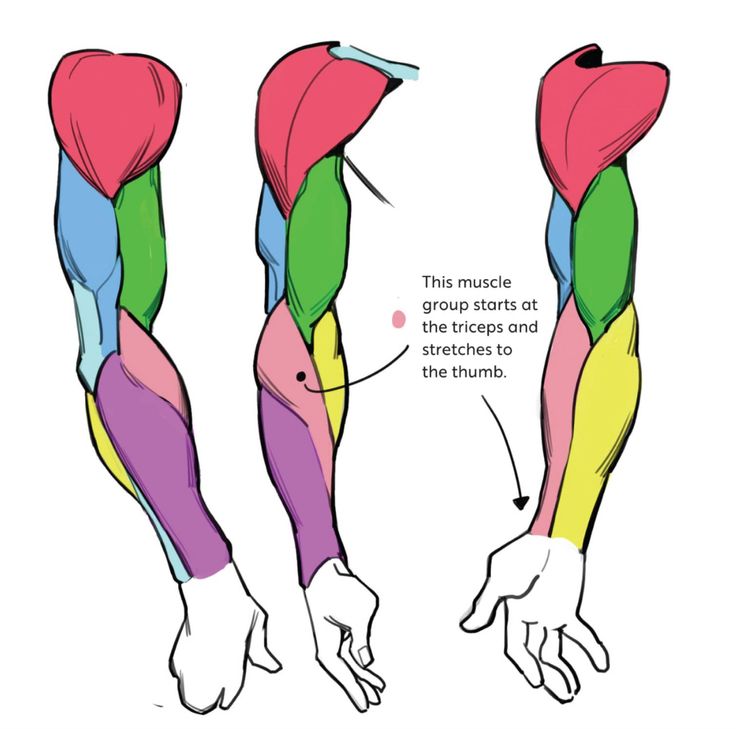 the muscles are labeled in different colors and directions to help you learn how to use them