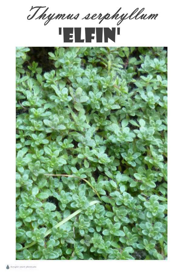 a close up of a plant with the words hygmus sempflicium'elfin '