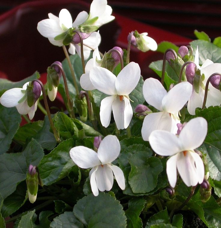 some white flowers are growing in a pot