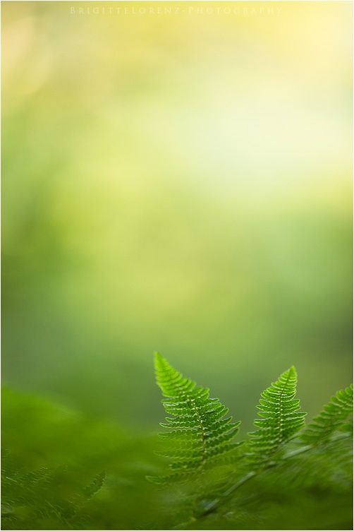 two green leaves are on the ground in front of some blurry trees and grass