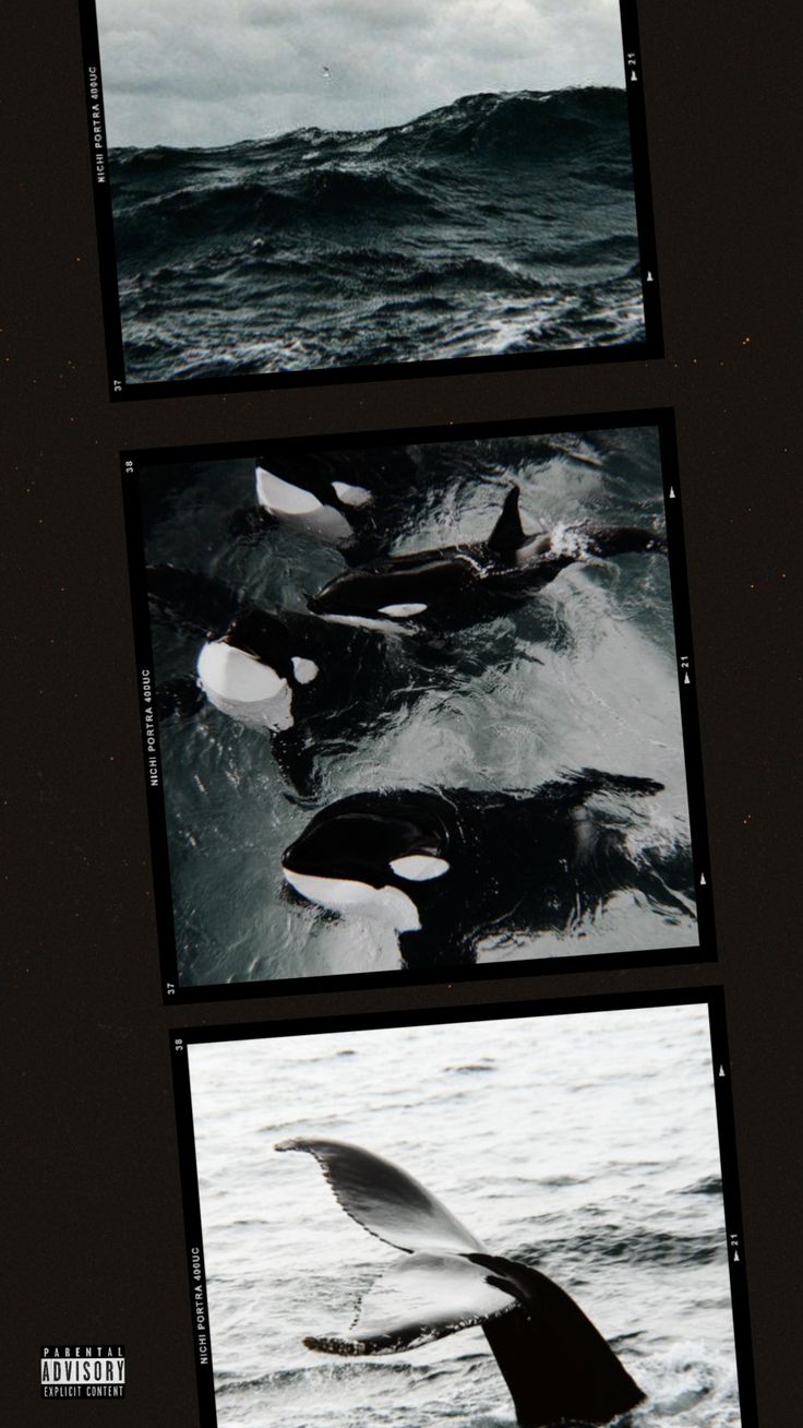 three different images of an orca in the ocean