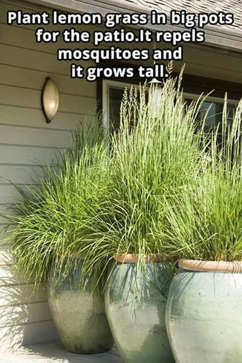 two planters with grass growing in them on the side of a house, one is saying plant lemon grass in big pots for the patio it repels mosquito and it grows tall