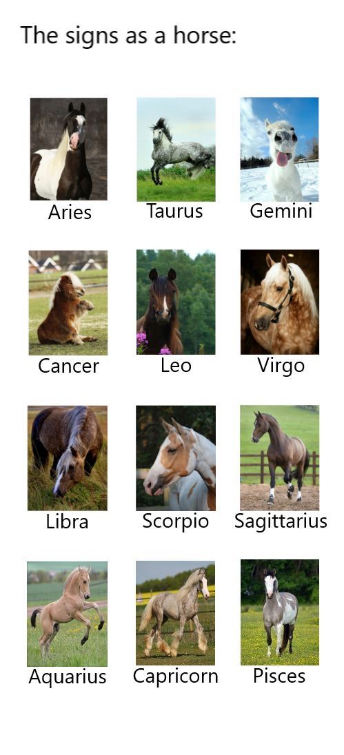 an image of horses that are in different colors and sizes, with the names below them