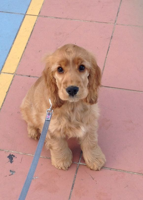 a small brown dog sitting on top of a tile floor next to a blue leash