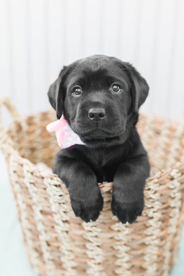 a black puppy is sitting in a basket