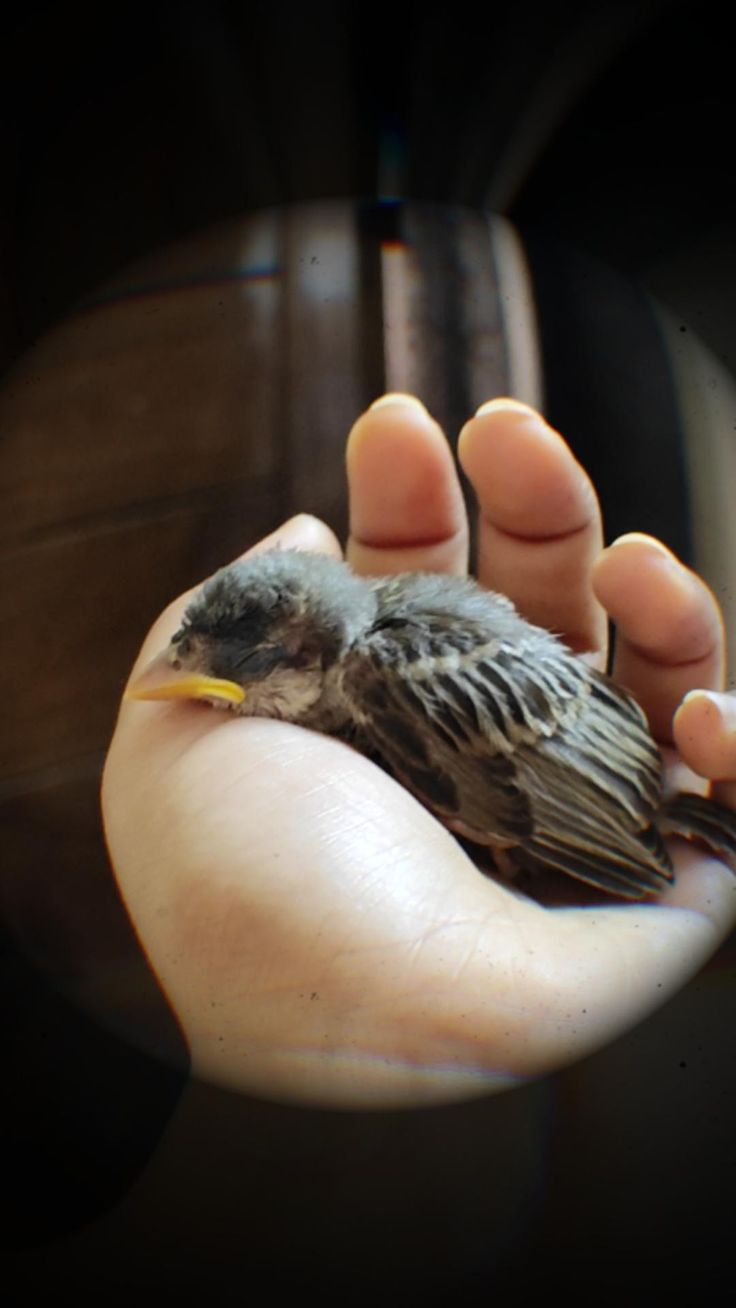 a person holding a small bird in their hand