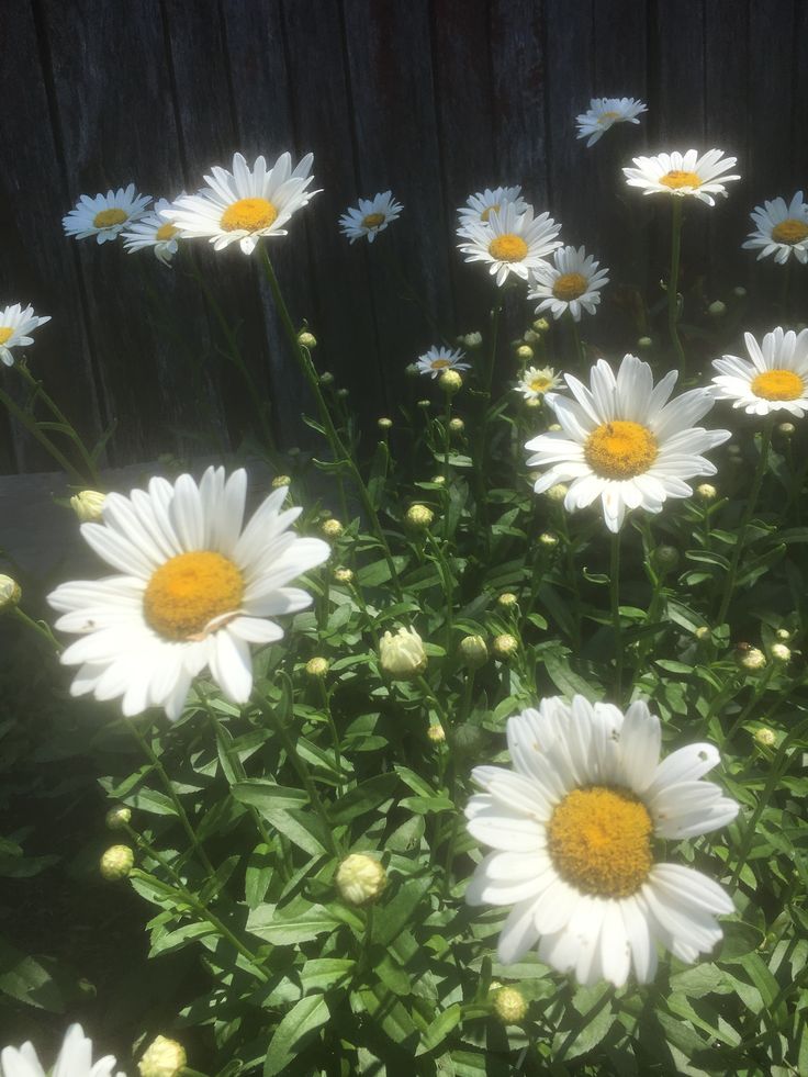 some white and yellow flowers in the sun