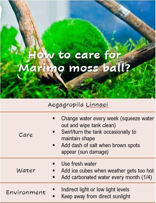 a poster with instructions on how to care for marine moss balls in the water and what they do