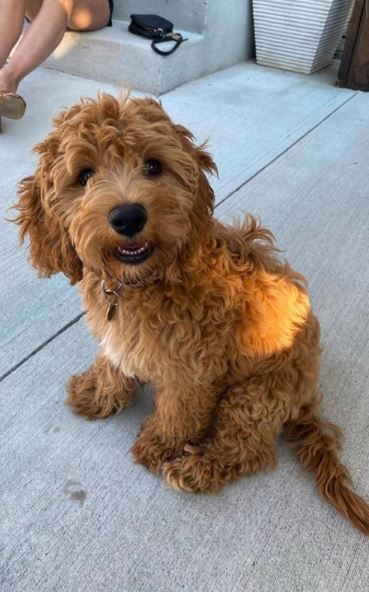 a small brown dog sitting on top of a sidewalk