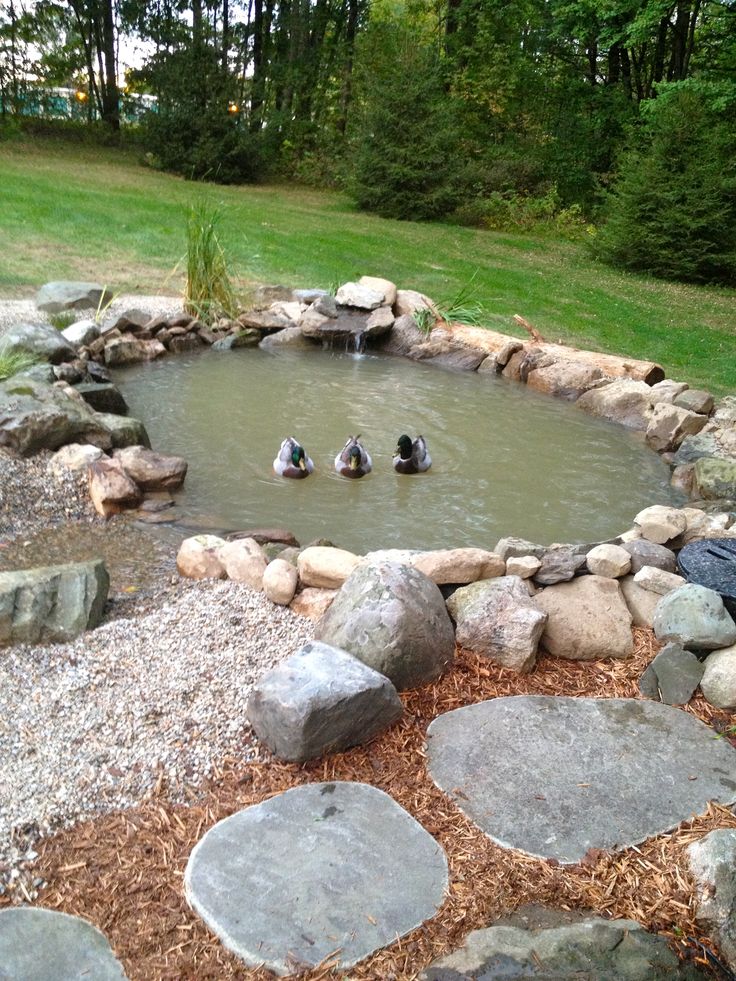 several ducks are swimming in a pond surrounded by rocks