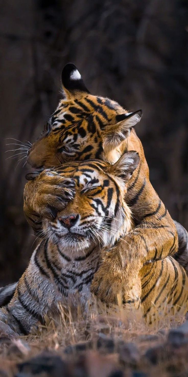 two tiger cubs playing together in the wild with eachother's head on their back