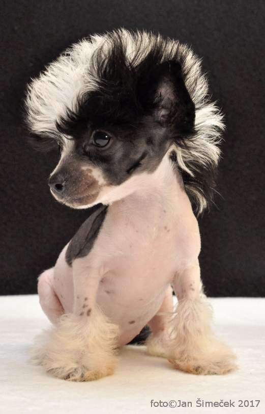 a small black and white dog sitting on top of a table