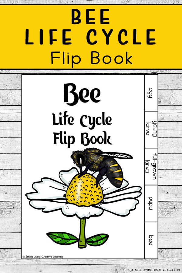 the bee life cycle flip book with an image of a flower and a bee on it