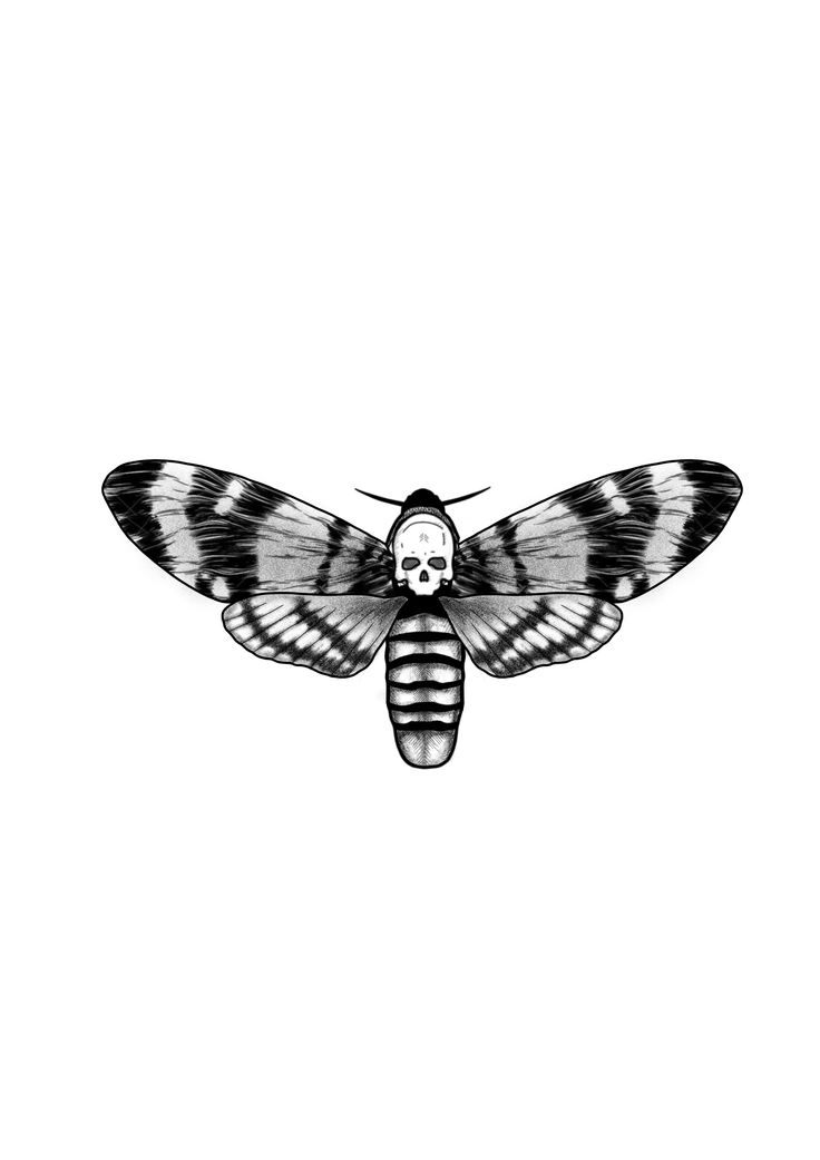 a black and white drawing of a moth