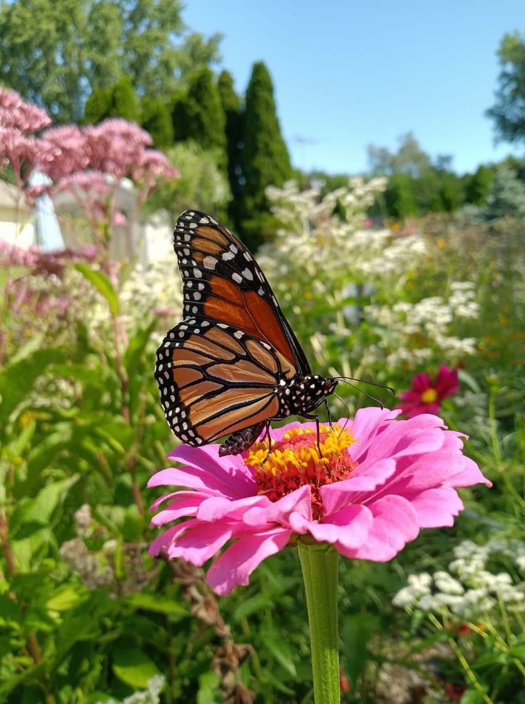 a butterfly sitting on top of a pink flower