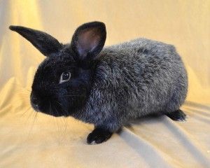 a black and gray rabbit sitting on top of a white cloth covered floor next to a wall