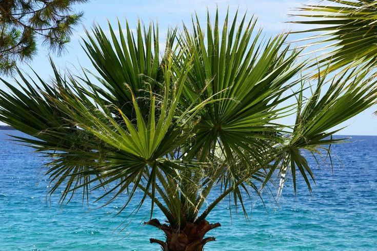 a palm tree on the beach with blue water in the backgrounnds