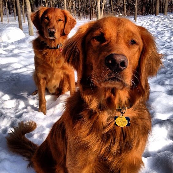 two brown dogs sitting in the snow next to each other and looking at the camera