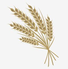 a bunch of wheat on a white background