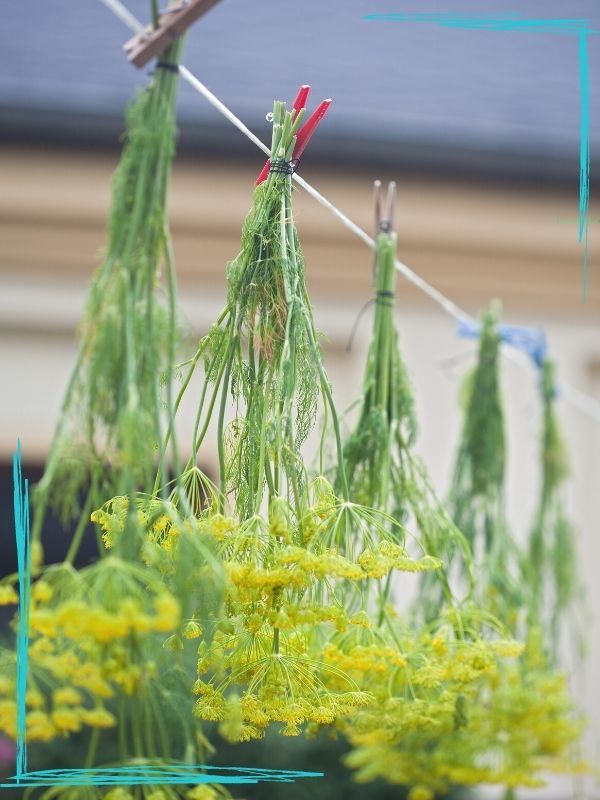 green plants hanging from clothes pins in front of a building