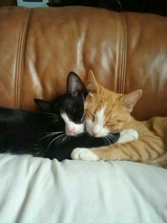 two cats cuddle together on a leather couch, one is black and the other is orange